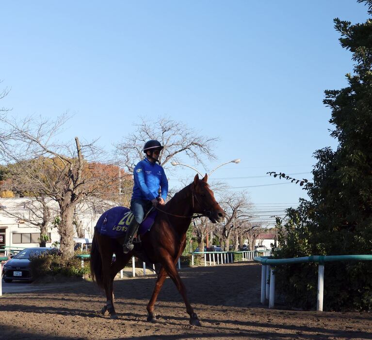 レモンポップ＝美浦トレセン（撮影・塩浦孝明）