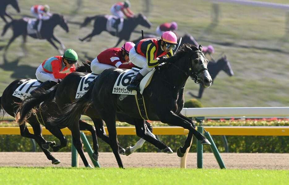 デビュー戦を勝利したカラヴァジェスティ＝東京競馬場（撮影・奈良武）