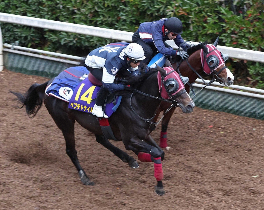 藤岡佑介を背に坂路をホークフィールド（右）と併せ馬で追い切るペプチドナイル