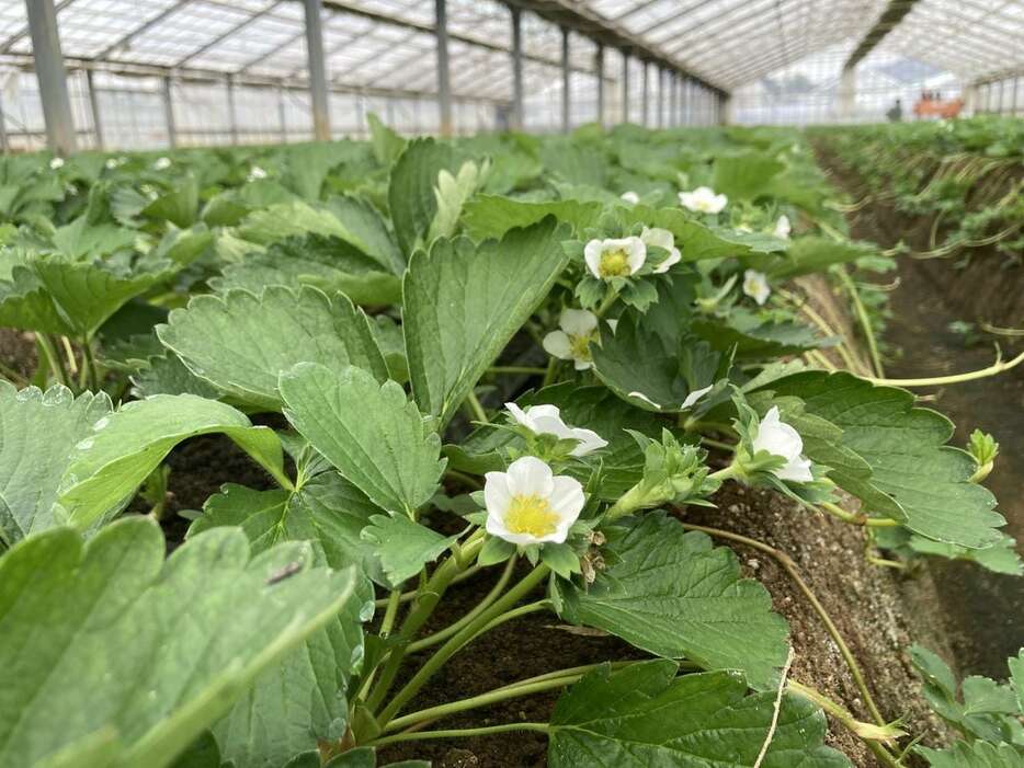 「嘉山農園」では11月中旬ごろからイチゴの開花が増えたが、例年ほどではないという