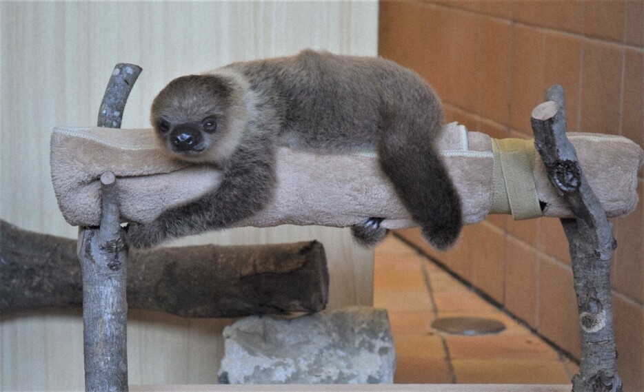 体重を量った生後2カ月のフタユビナマケモノの赤ちゃん＝和歌山県白浜町のアドベンチャーワールドで2024年11月1日午前9時13分、大澤孝二撮影