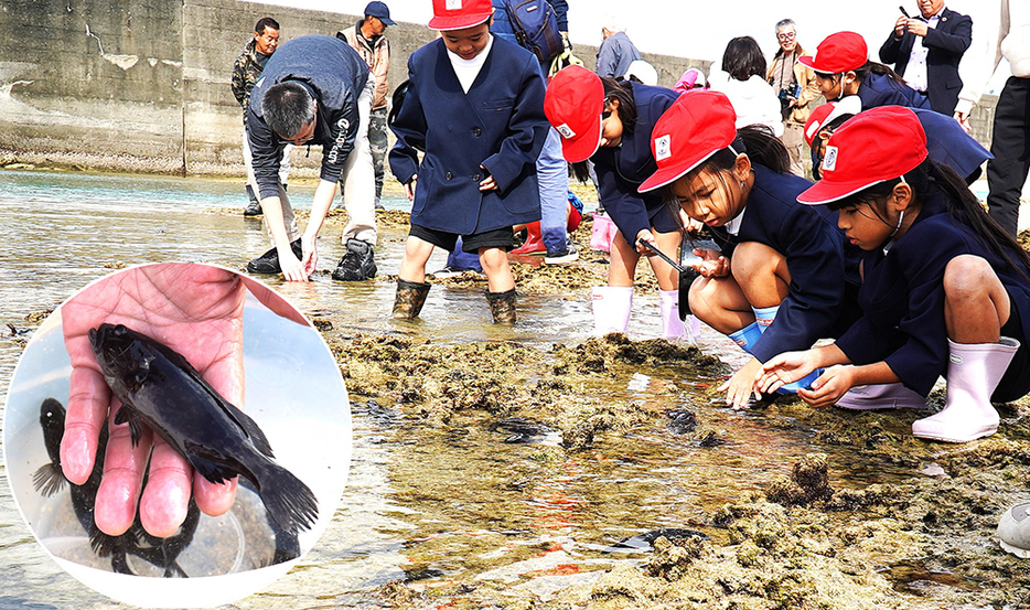 豊かな海にクエの稚魚放流を体験する子どもたち＝28日、伊仙町面縄海岸