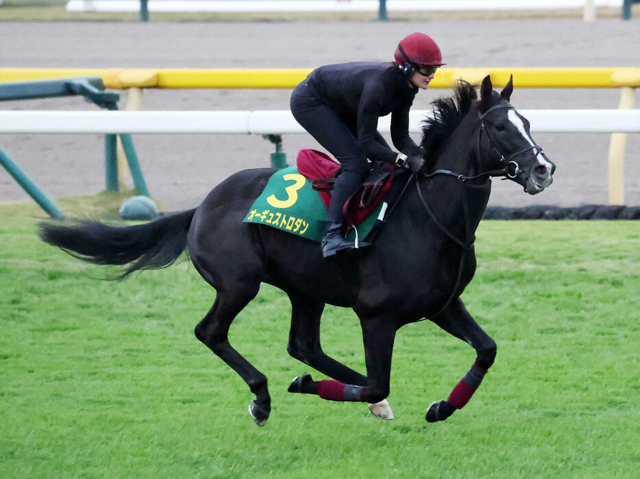 東京競馬場の芝コースで追い切るオーギュストロダン（撮影・鈴木正人）