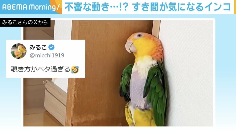 インコのマロちゃん（15歳）