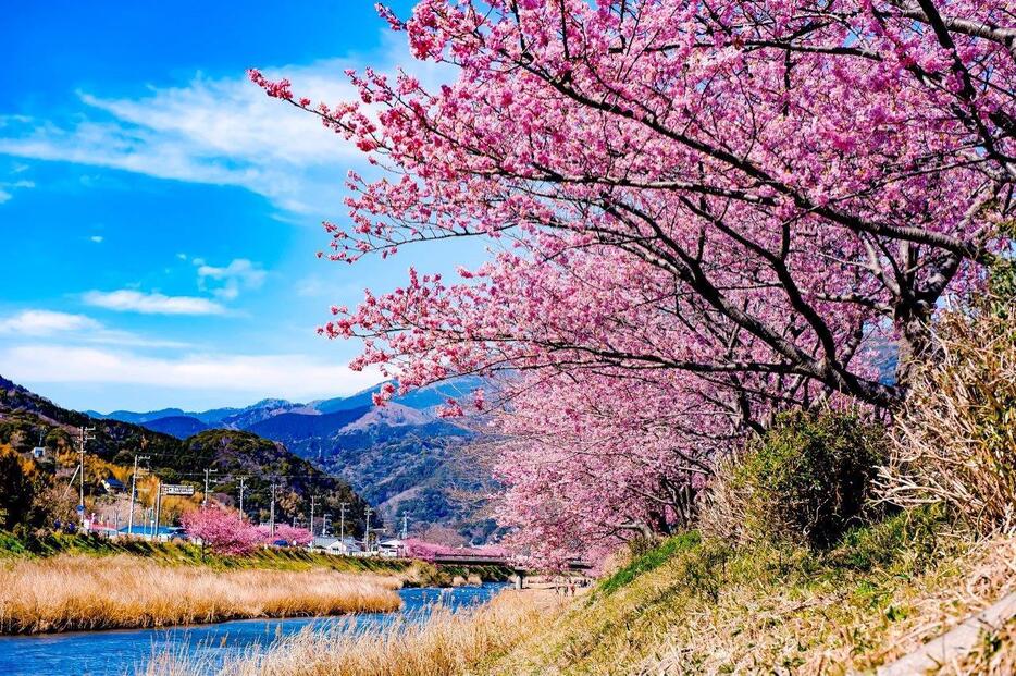 河津川沿桜並木の桜