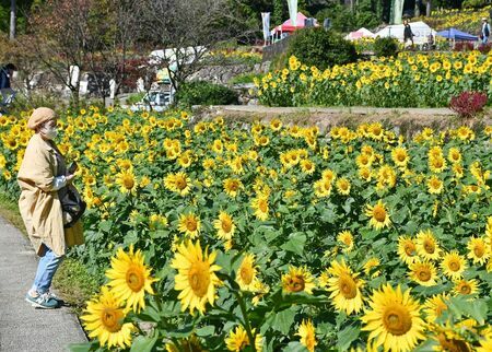 棚田に咲き誇るヒマワリ＝みやき町簑原の山田ひまわり園