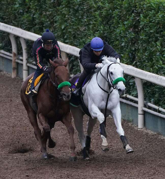 ガイアフォース（右）＝11月20日、栗東トレセン（撮影・岩川晋也）