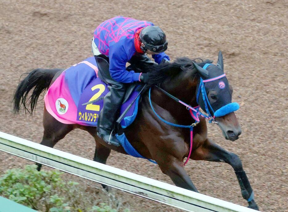 迫力ある動きを見せたウィルソンテソーロ＝美浦トレセン（撮影・塩浦孝明）