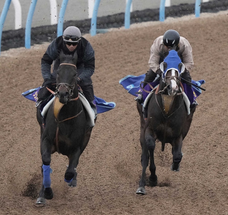 ウッドチップコース、併せ馬で追い切るシュトルーヴェ（左）とダノンベルーガ（撮影・郡司　修）