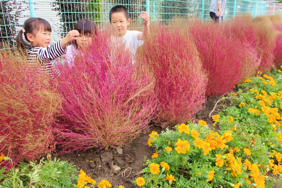 自分で苗を植えたコキアが色づき、触って楽しむ園児たち（京都府南丹市園部町・木崎町児童公園）