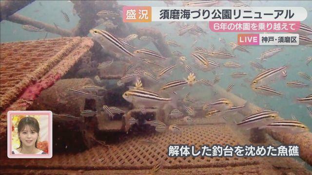 解体した釣台を沈めた魚礁