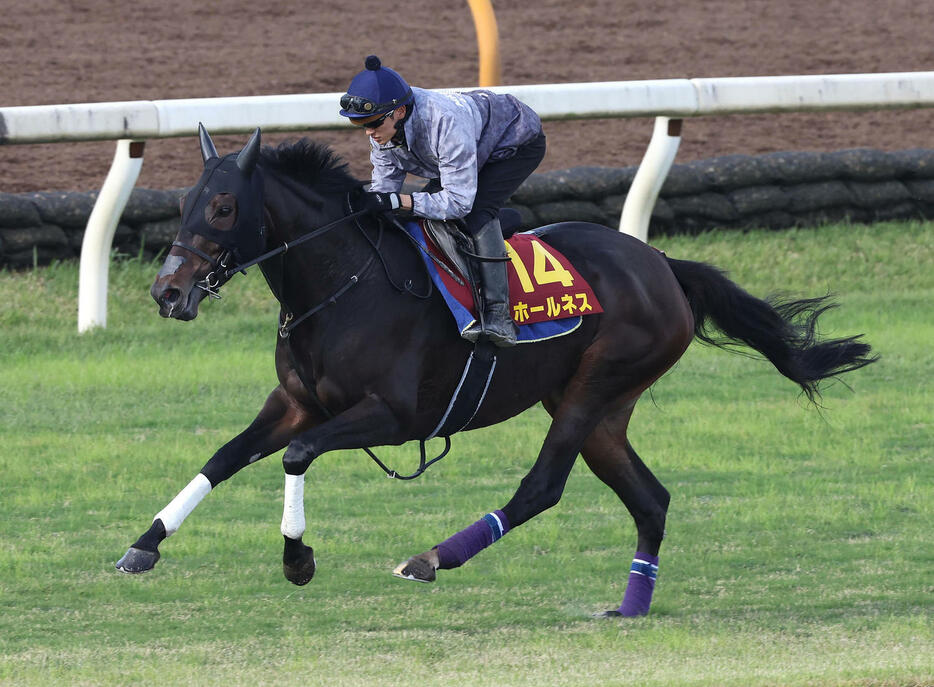 坂井騎手を背に芝コースを単走で追い切るホールネス（撮影・白石智彦）