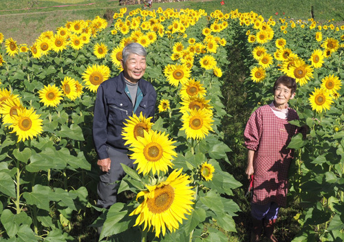 衣川さん夫婦と満開のヒマワリ