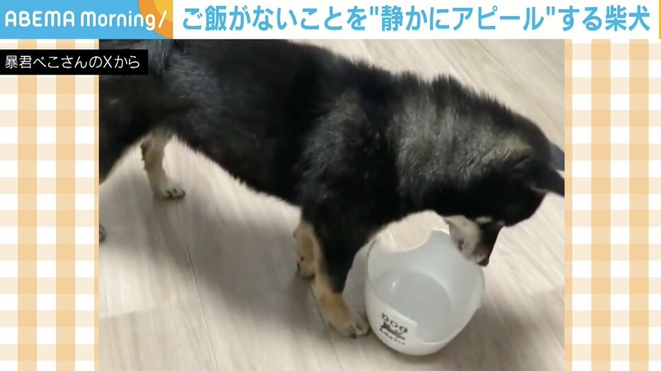 柴犬のぺこちゃん