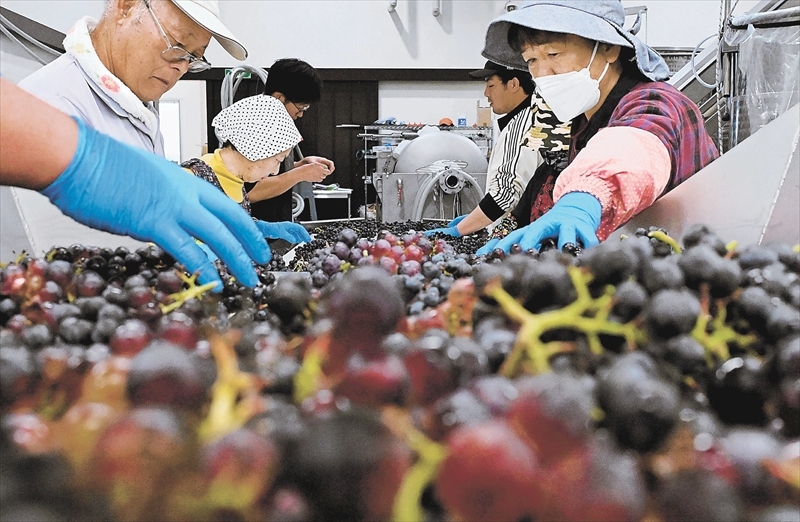 収穫された原料のブドウの選果作業に当たる住民スタッフ。ワイン造りが復興のシンボル的存在となっている