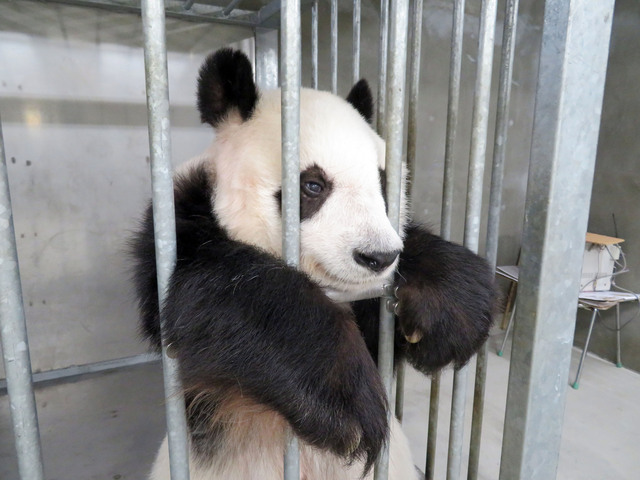 獣医師さんをお待ちです　神戸市立王子動物園ツイッターより