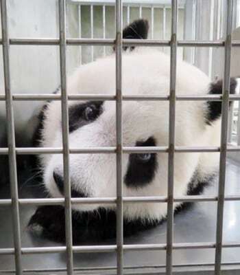 リラックス中です　神戸市立王子動物園ツイッターより