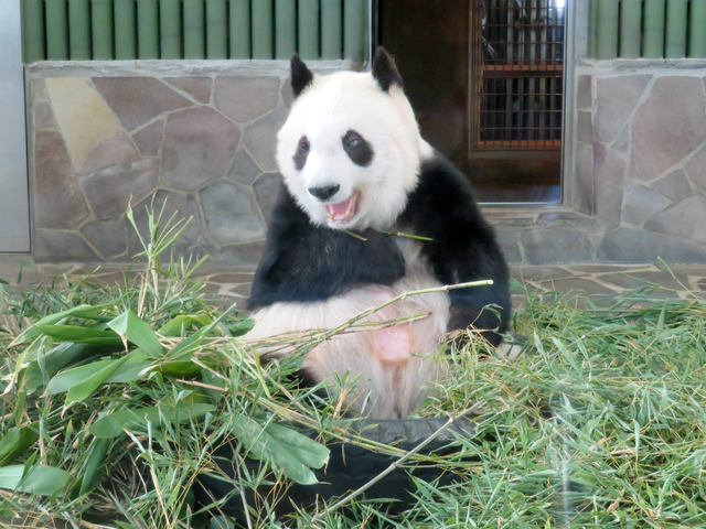 くもりなき笑顔です　神戸市立王子動物園ツイッターより