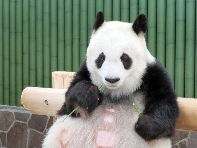 二刀流でおいしくいただきます　神戸市立王子動物園ツイッターより