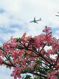 着陸態勢の飛行機を歓迎するかのように咲くトックリキワタ＝５日、石垣市宮良・国道３９０号宮良橋近く