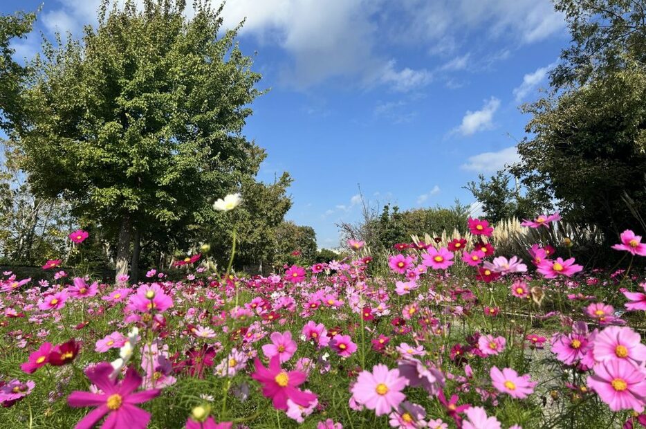 コスモスが咲き乱れる神戸どうぶつ王国の「お花畑」