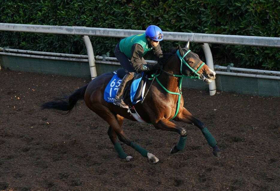 アサクサゲンキ＝栗東トレセン（撮影・岩川晋也）