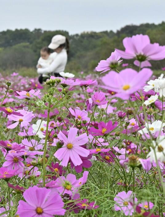 一面をピンクに染めるコスモス=下妻市堀篭