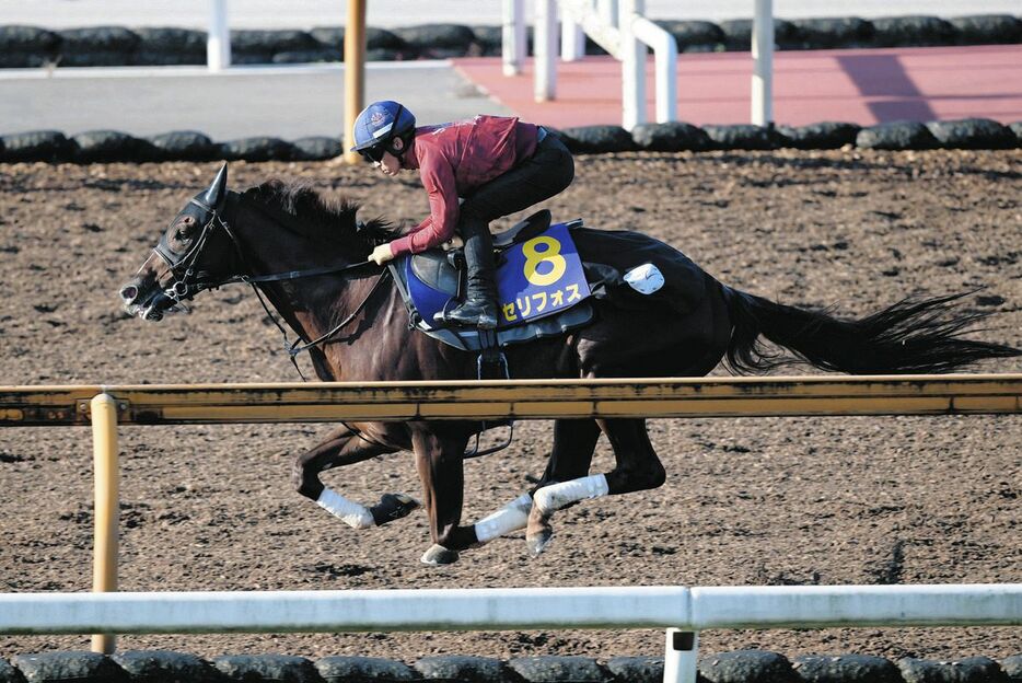 栗東ＣＷで追い切るセリフォス