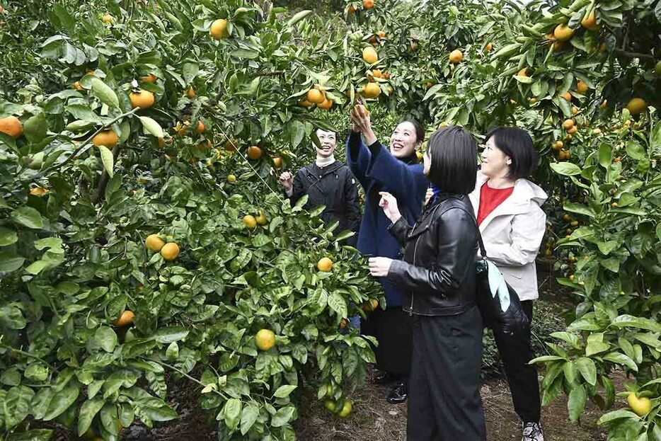 たわわに実ったミカンの収穫を楽しむ来園者＝１８日、静岡県熱海市