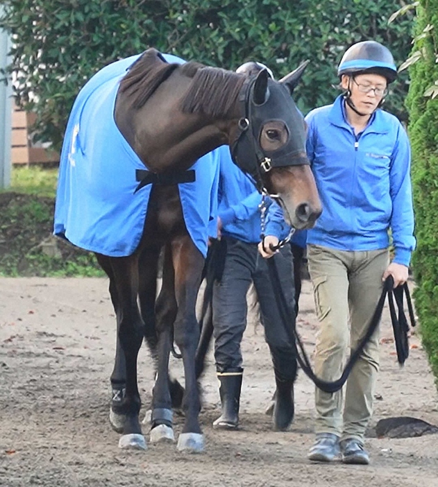 厩舎周りで運動するシンティレーション（撮影・郡司修）