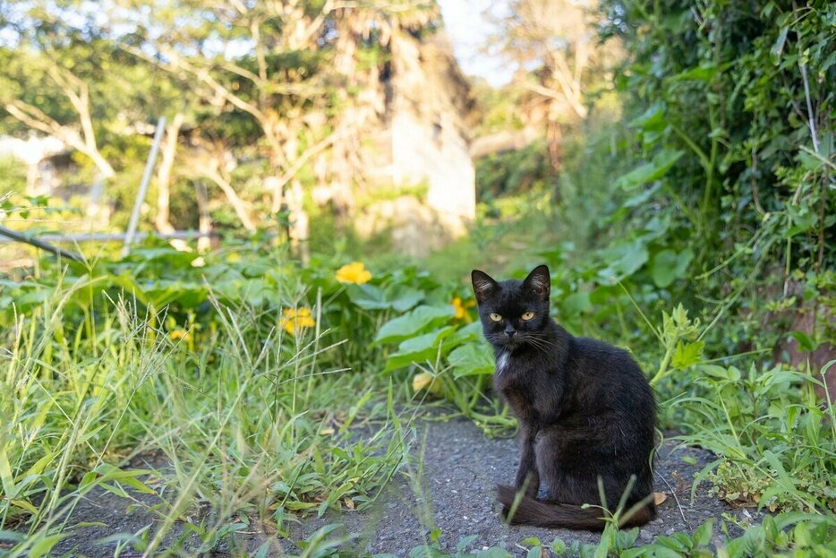 Canon　EOS－1D　X　Mark　III・f3．5・1／1000秒・ISO800（撮影／猫写真家・沖昌之）