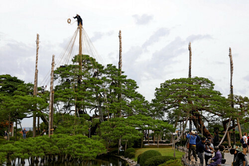 兼六園で始まった「雪吊り」作業（１日午前、金沢市で）＝桐山弘太撮影