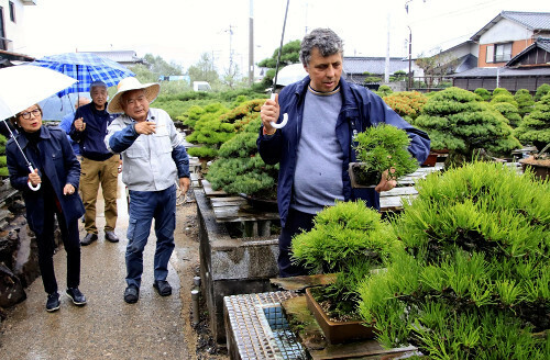 盆栽園を巡り、盆栽を品定めするポンスさん（高松市で）