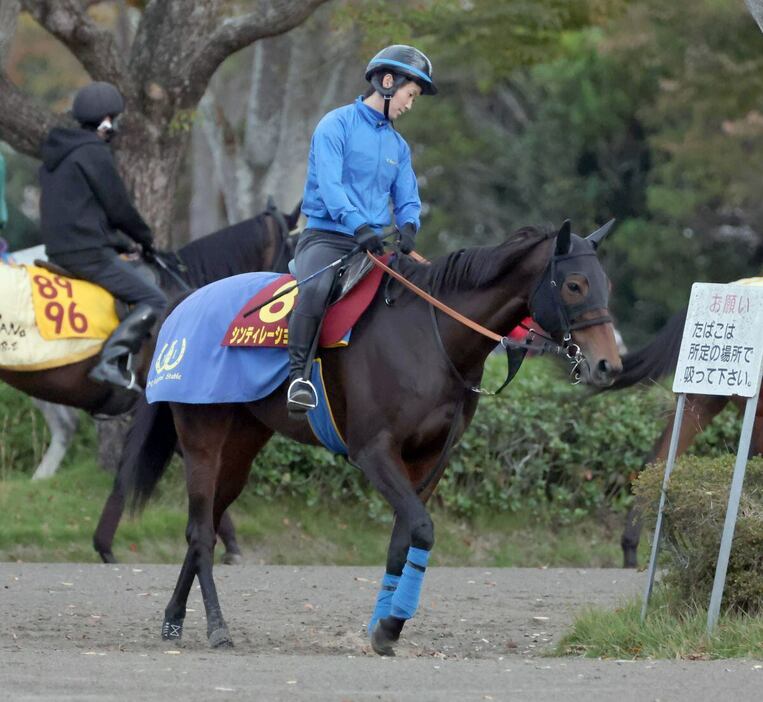 シンティレーション＝11月6日、美浦トレセン（撮影・塩浦孝明）