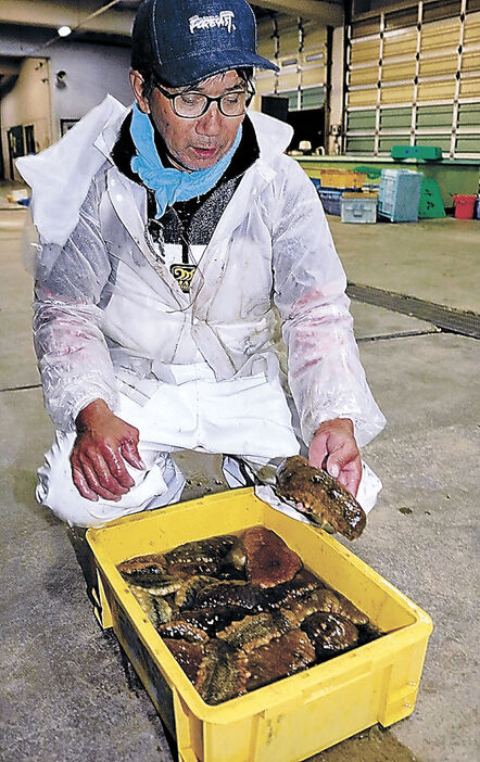 水揚げされたナマコ＝７日午前３時、七尾市の石崎漁港