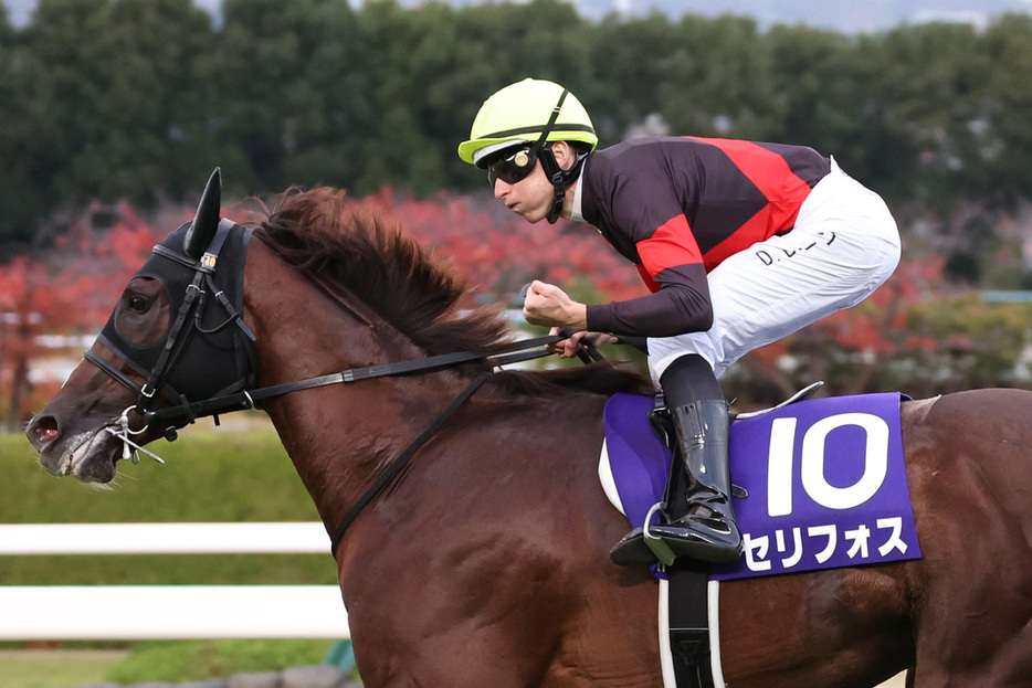 セリフォスは阪神カップを最後に種牡馬入り