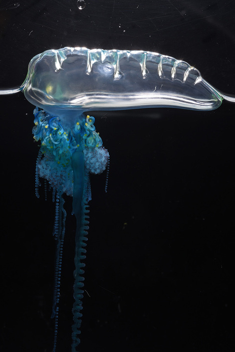 カツオノエボシ（新江ノ島水族館提供）