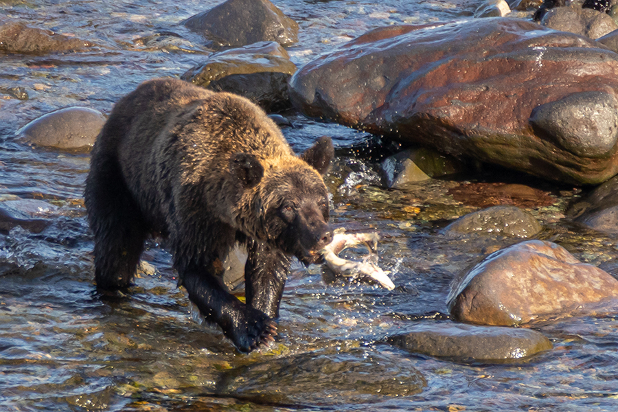 今後誰がクマの駆除を担っていくのか（写真はイメージ）【写真：写真AC】