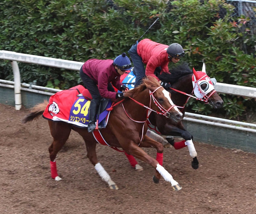 坂井瑠星を背に坂路をビダーヤ（右）と併せ馬で追い切るシンエンペラー