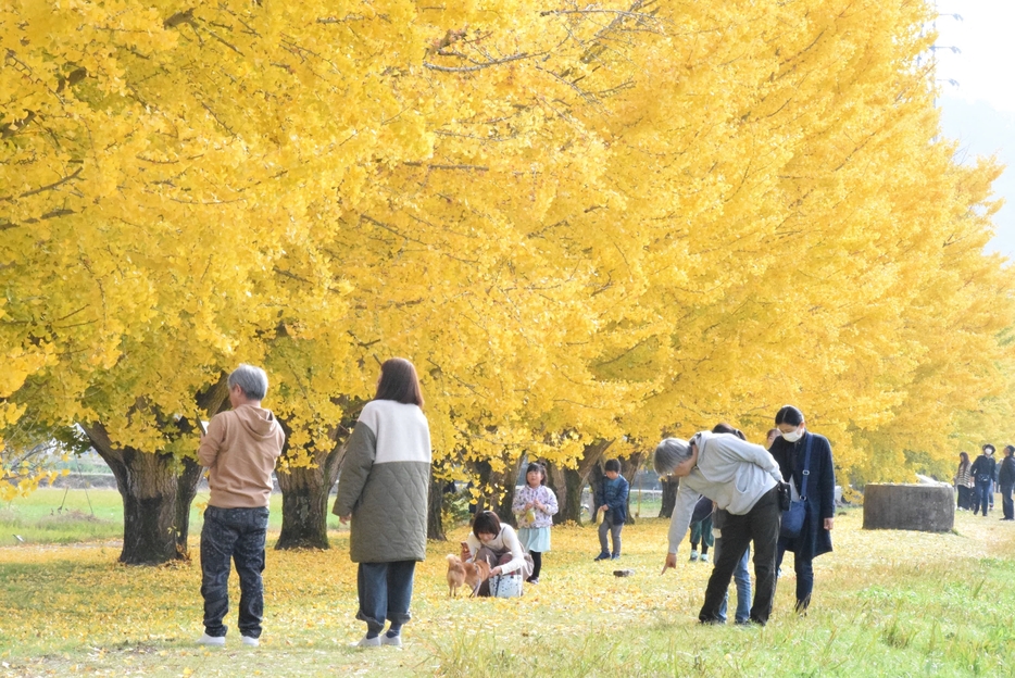 見頃を迎え、多くの人でにぎわうイチョウ並木