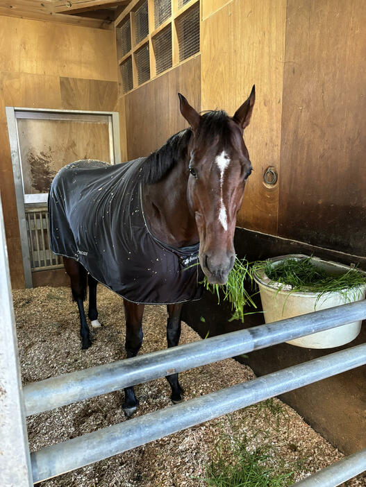 ジャパンC制覇から一夜明け、馬房で青草を食べるドウデュース