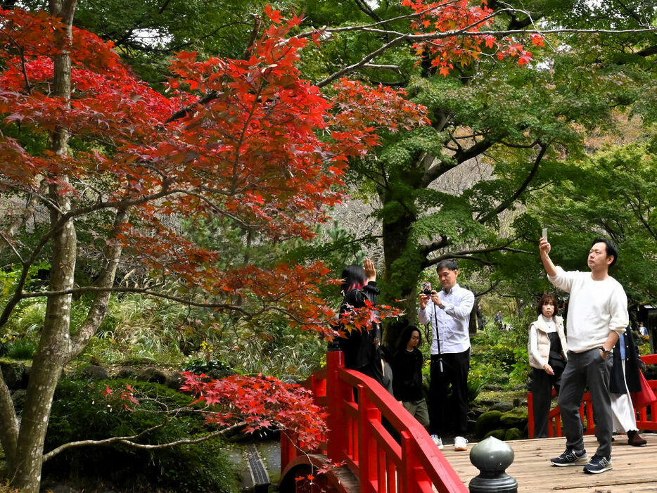 徐々に紅葉を始めた木々を観賞する来場者＝熱海市の熱海梅園