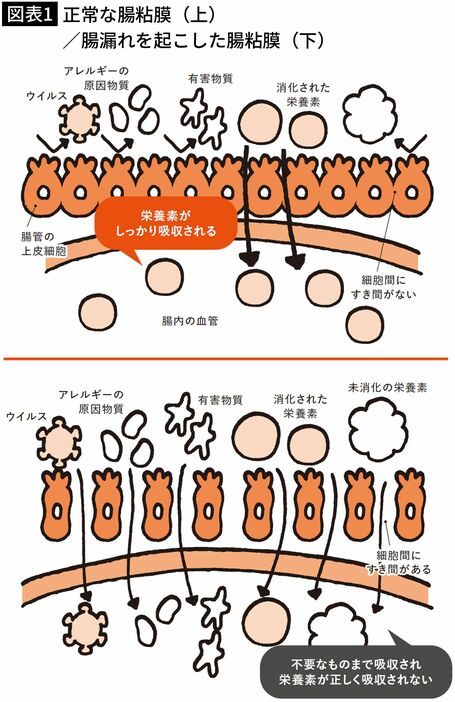 出所＝『たんぱく質と腸の新常識』（Gakken）、イラスト＝加納徳博