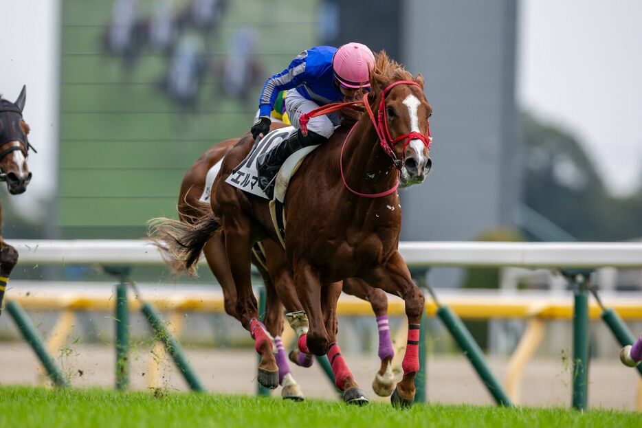 東京4R・エルマーゴとT.マーカンド騎手