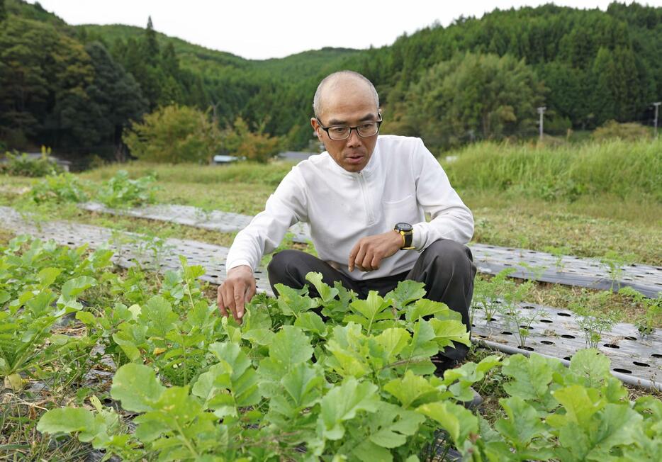 農園で作業をする元調教師の栗林信文さん＝10月3日、福島県鮫川村