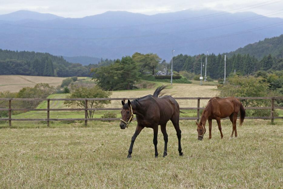 放牧されている2頭の引退馬＝10月3日、福島県鮫川村