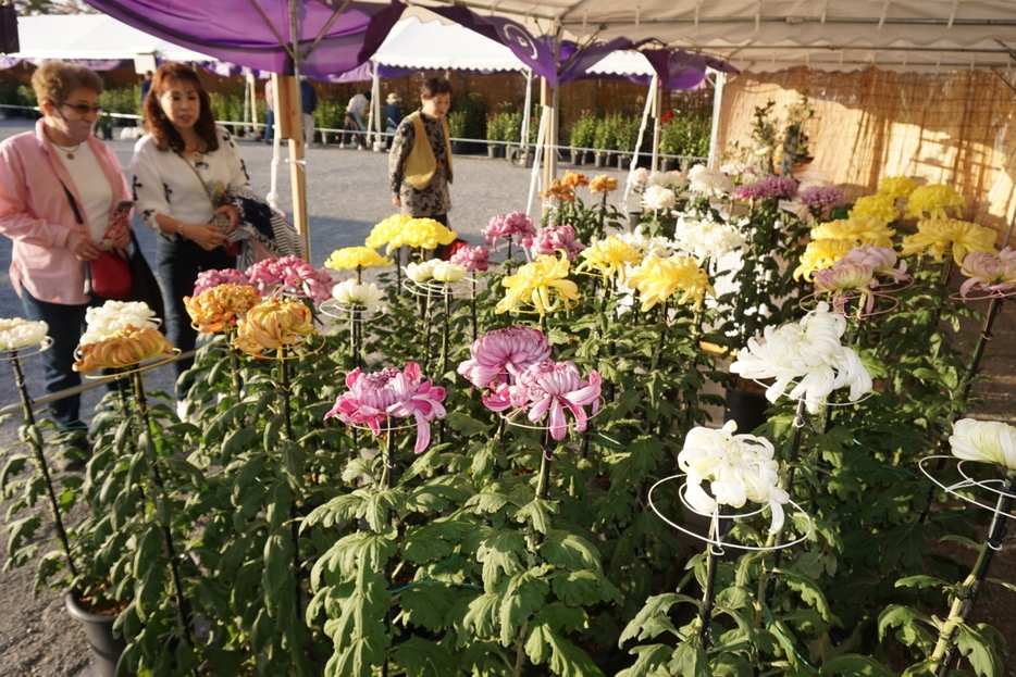 さまざまに仕立てられた菊が展示されている菊花展＝兵庫県丹波篠山市北新町で