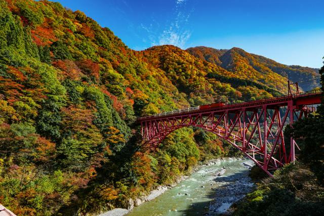 見頃を迎えた黒部峡谷の紅葉=2024年11月12日午前11時40分、富山県黒部市、金居達朗撮影