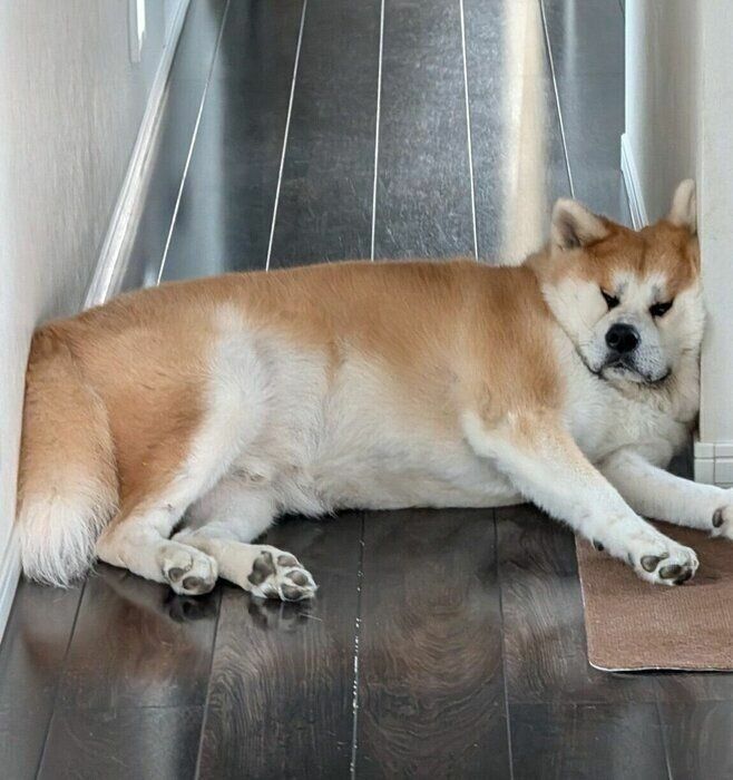 飼い主さんが目撃した光景。廊下に挟まるおかかくん