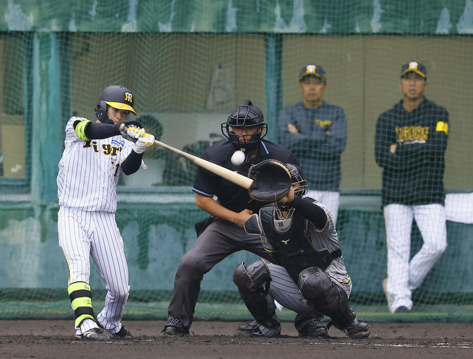 紅白戦　1回裏白組無死、中野拓夢は左飛に倒れる（撮影・藤尾明華）